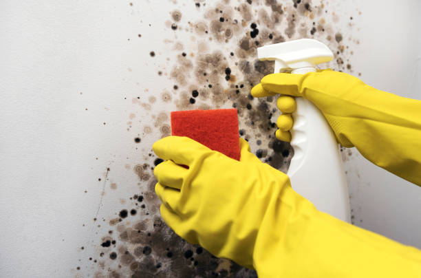 Best Residential Mold Removal  in Wickenburg, AZ